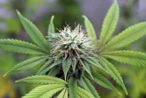 blütephase cannabis